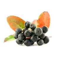 Black Chokeberry