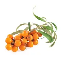 Sea Buckthorn