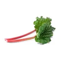 Rhubarb
