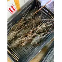 Live Mutiara Lobsters