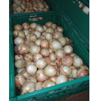 Spring Onion