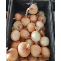 Early Onion