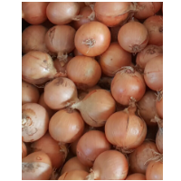 Winter Onion