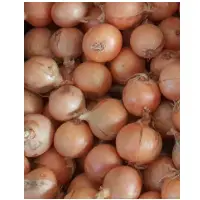 Winter Onion