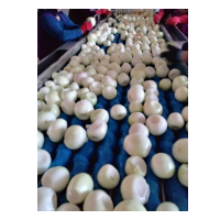 Peeled Onion