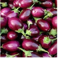 Fresh Brinjal