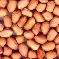 Java Groundnuts