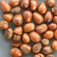 Shea Nuts