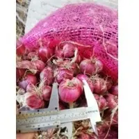 With Stem Red Shallot