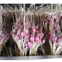 With Stem Red Shallot