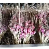 With Stem Red Shallot