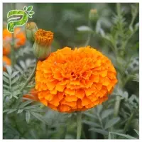 Marigold Flower Extract