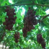 Flame Seedless Grapes