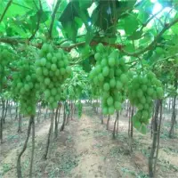 Superior Seedless Grapes