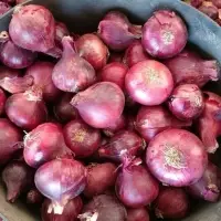 Red Onions