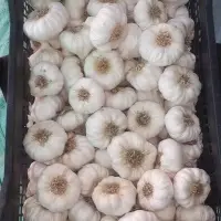 White Garlic