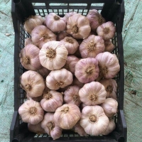 Red Garlic