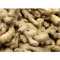 Ginger