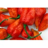 King Chilli