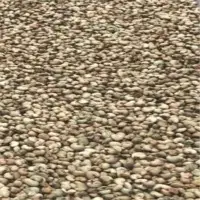 Raw Cashew Nut in shell