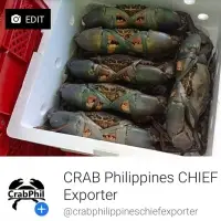 Mud Crab