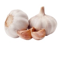 White Spring Garlic