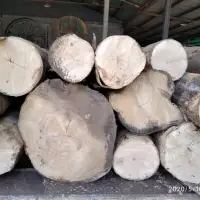 Gmelina Logs (Shivan/Gambar/Gamari/Beachwood)