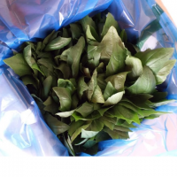 1kg Basil Box