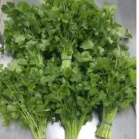 Coriander