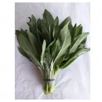 Sage Bunch