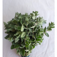 Oregano Bunch