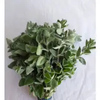 Oregano Bunch