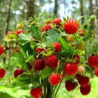 Freeze dried wild strawberry powder