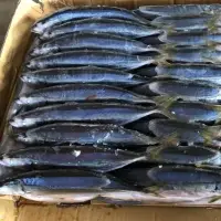 Mackerel Fish / Muroaji