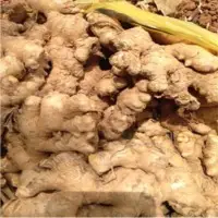 Fresh Whole Ginger