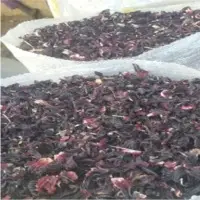 Hibiscus Flower