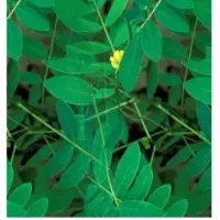 Senna Leaves