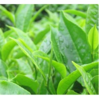 Henna Leaves