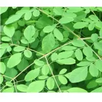 Moringa Leaves