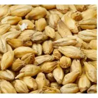 Barley Seeds