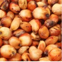 Sorghum