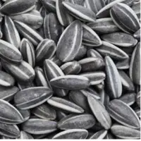 Sunflower Seeds