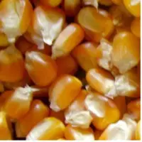 Yellow Maize & Corn