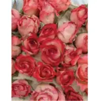 Rose buds