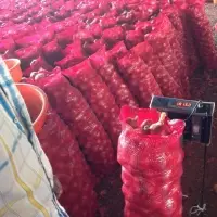 Red Onion