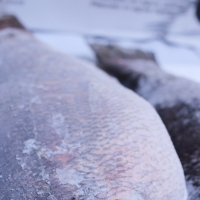 Frozen Nile Perch