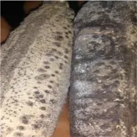 Sea Cucumbers