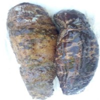 Sea Cucumbers