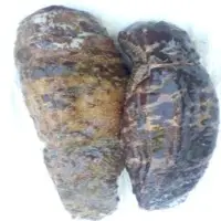 Sea Cucumbers