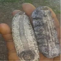 Sea Cucumbers